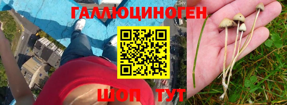 Скопин  Галлюциногенные грибы Psilocybe  Вход с VPN 